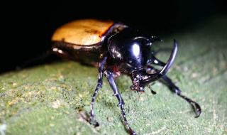 像甲虫的虫子 四川发现甲虫新物种