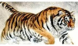 英才盖世是什么生肖 英才盖世是什么生肖