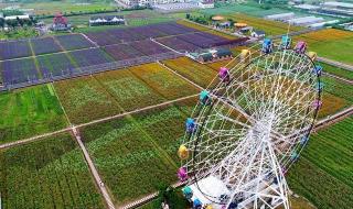 紫色摩天轮 紫色摩天轮