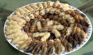 云南十大最毒虫子 云南十大最毒虫子