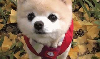 女朋友对男朋友说：只要你不离不弃,我便生死相依.是什么意思 不离不弃生死相依